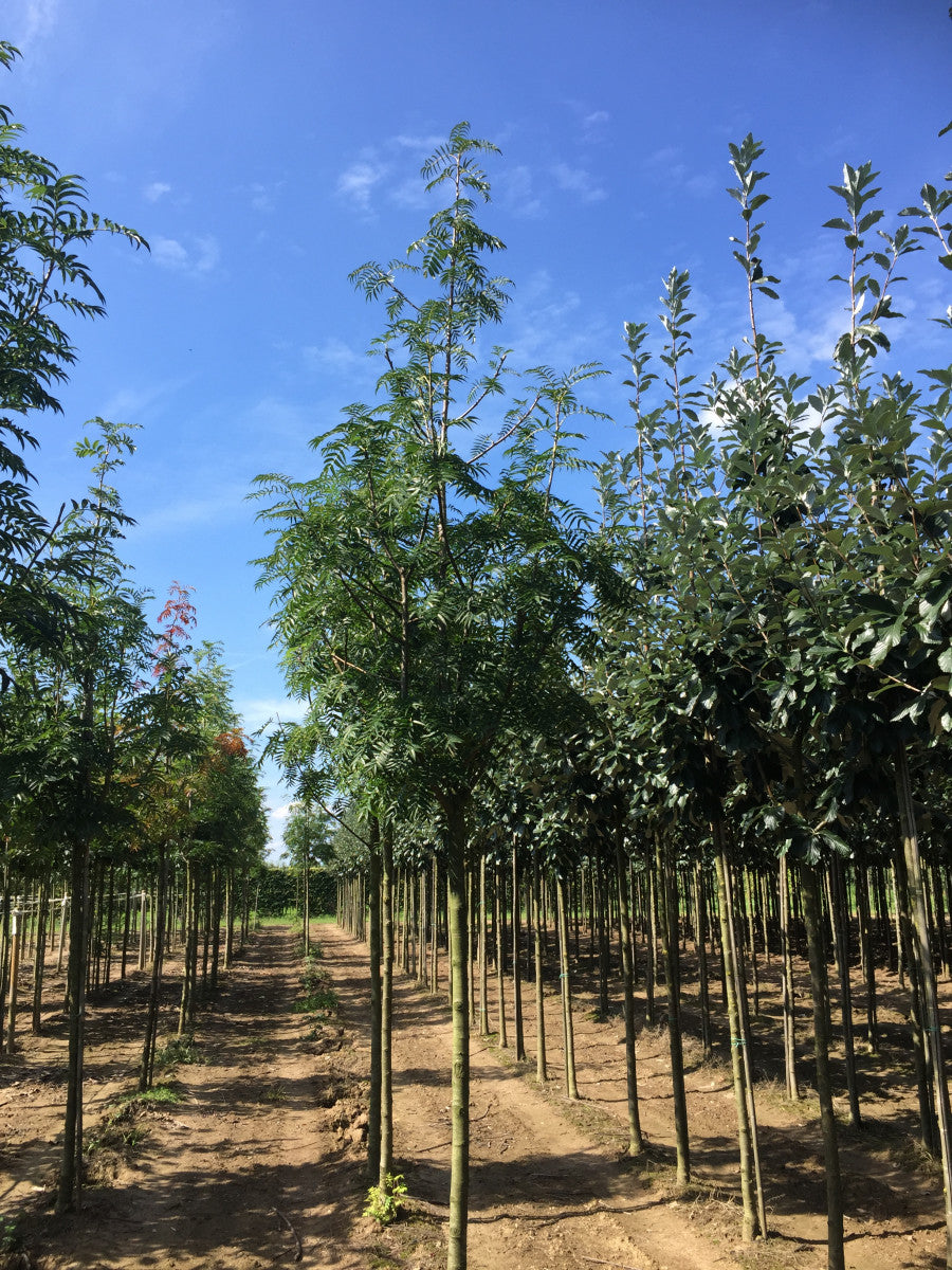 Sorbus 'Dodong' (Eberesche 'Dodong')