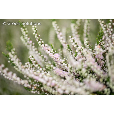 Calluna vulgaris 'Radnor' ;;ab 2,31 Euro