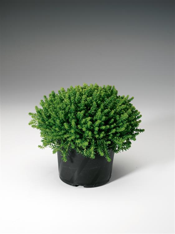 Sedum sexangulare (Milder Mauerpfeffer)