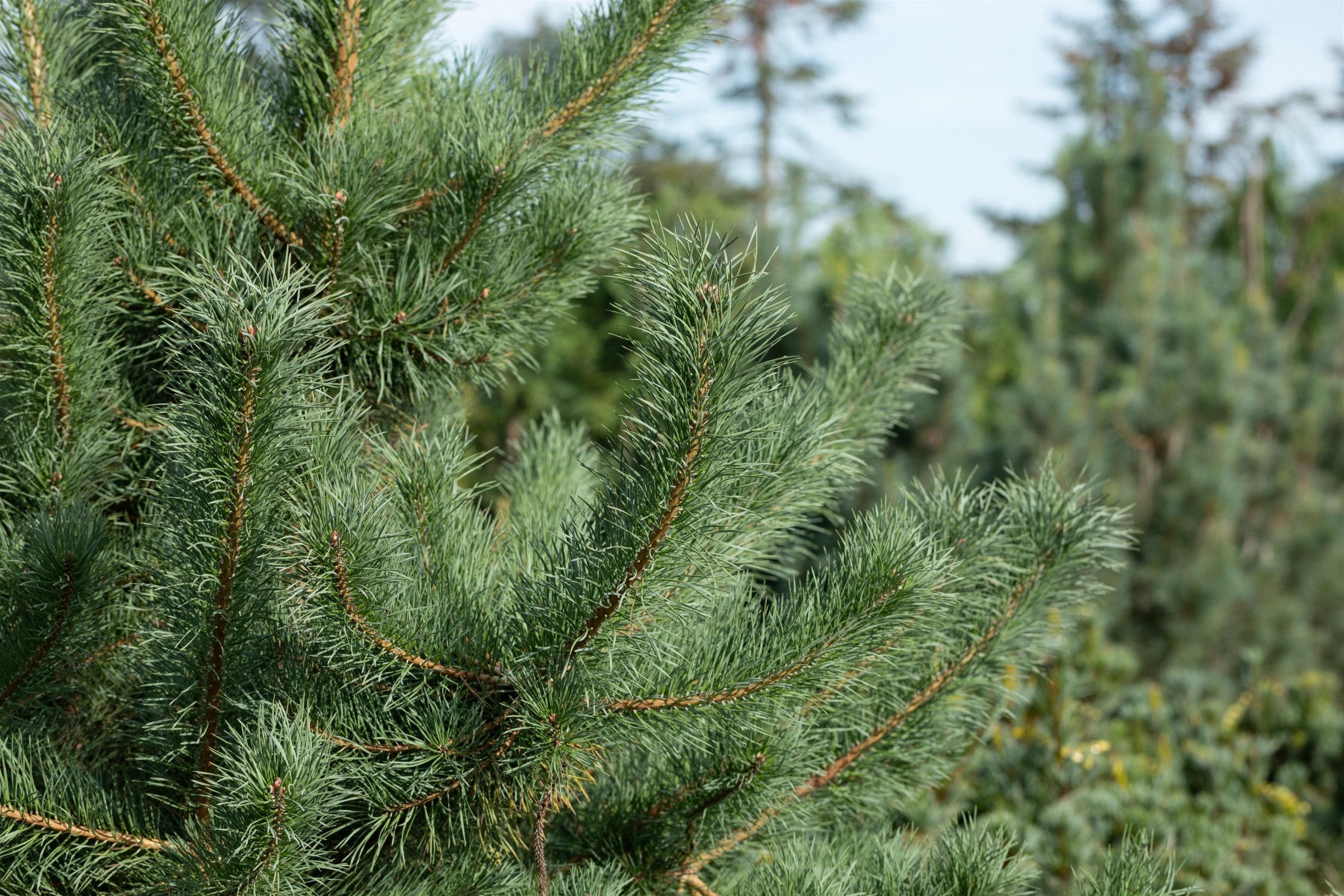 Pinus cembra 'Glauca' (Blaue Zirbelkiefer)