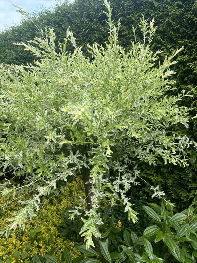 Salix integra 'Hakuro Nishiki' , erhältlich von 40-60 bis 80-100 cm ;;ab 15,20 Euro