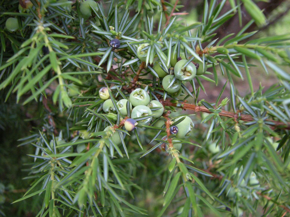 Juniperus communis mit Früchten, erhältlich von 30-40 bis 200-225 cm ;;ab 0,34 Euro