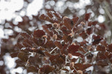 Fagus sylvatica 'Atropurpurea' mit Herbstlaub ; Einsatz: Friedhöfe ; Pluspunkt: natürlicher Sichtschutz;;mit zeitnaher Lieferung