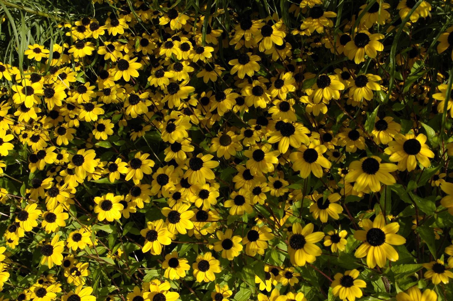 Rudbeckia triloba (Dreilappiger Sonnenhut)