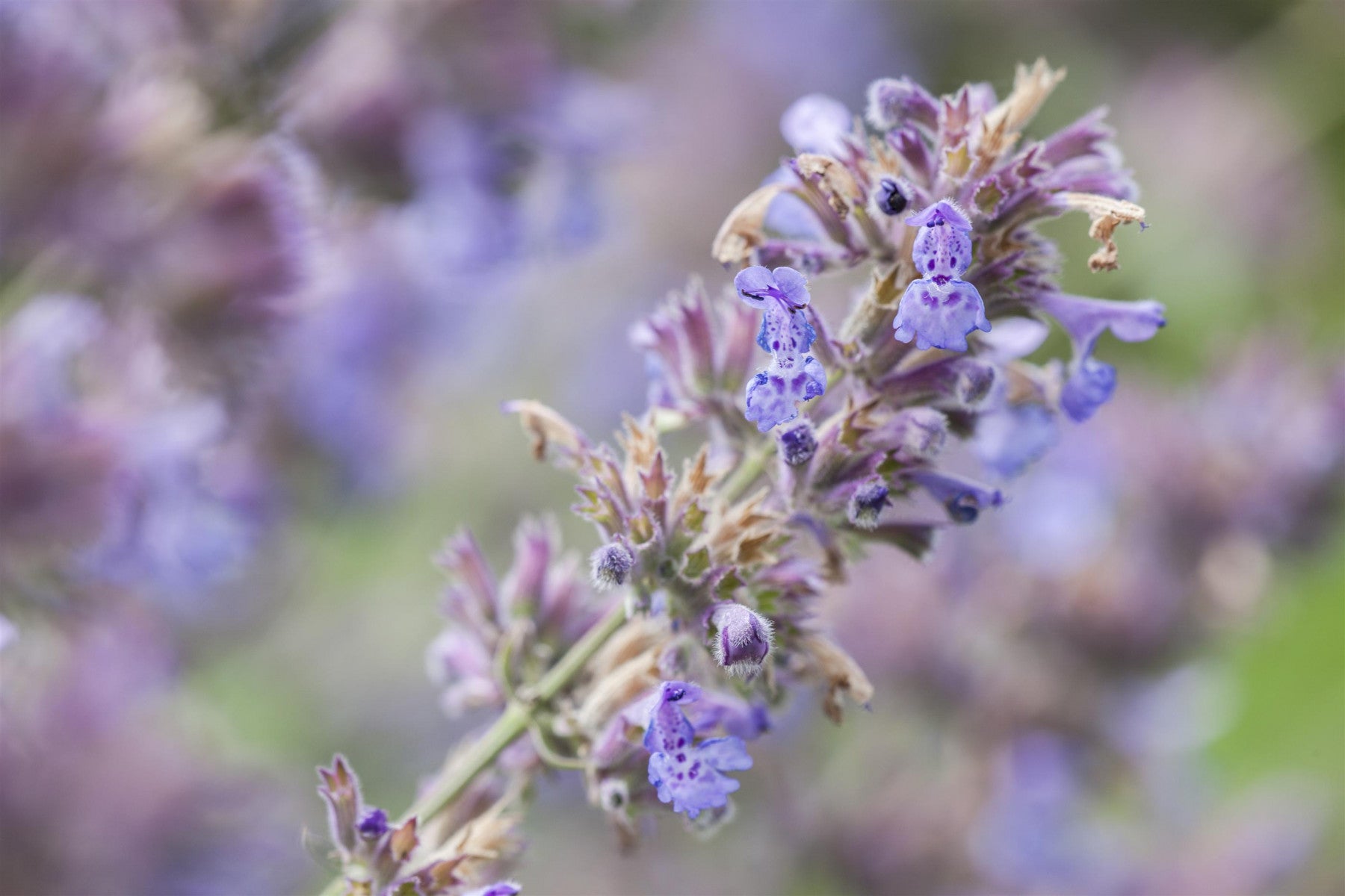 Nepeta x faassenii (Bastard-Katzenminze)