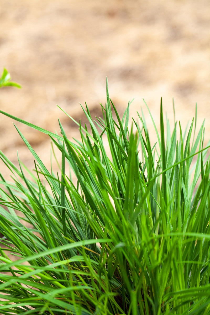 Molinia caerulea (Kleines Pfeifengras)