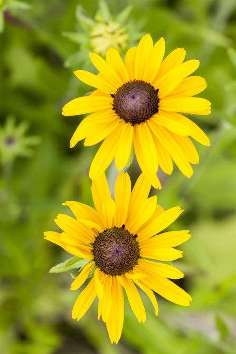 Rudbeckia missouriensis mit Blüte ;;ab 3,70 Euro