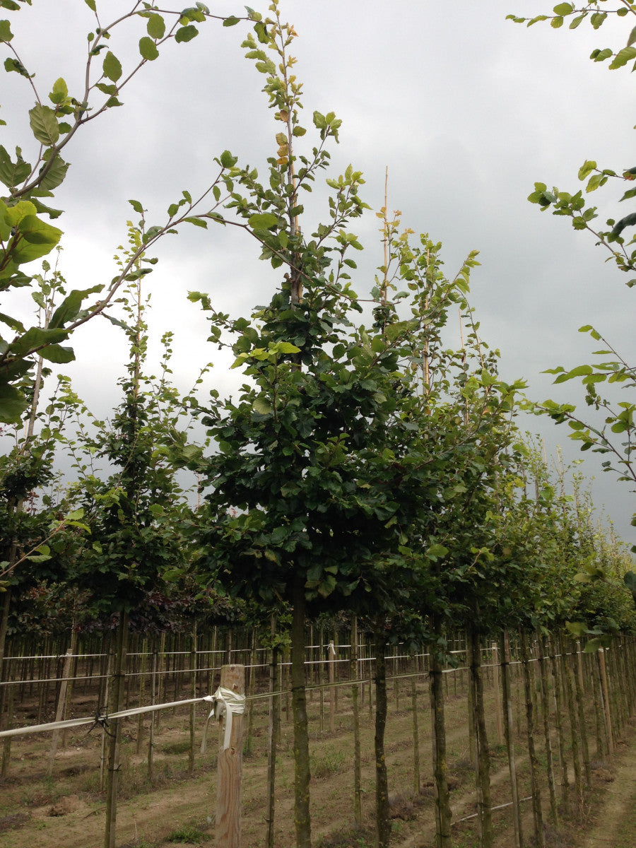 Fagus sylvatica HkG 81009 (Rotbuche)