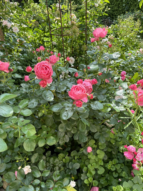 Rosa 'Leonardo da Vinci' BT als Pflanze im Beet ; Einsatz: Gruppenpflanzung ; Pluspunkt: pflegeleicht;;günstig mit Qualität