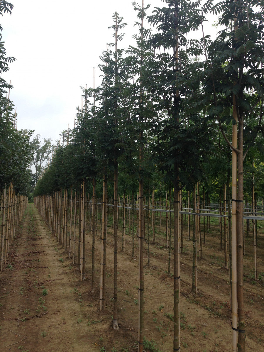 Sorbus aucuparia 'Edulis' als Pflanze im Beet, erhältlich von 125-150 bis 450-650 cm ;;ab 23,40 Euro