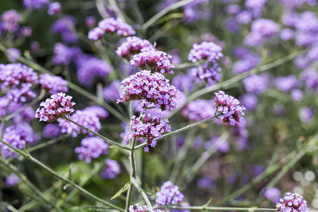 Verbena bonariensis 'Lollipop' mit Blüte ;;ab 4,00 Euro