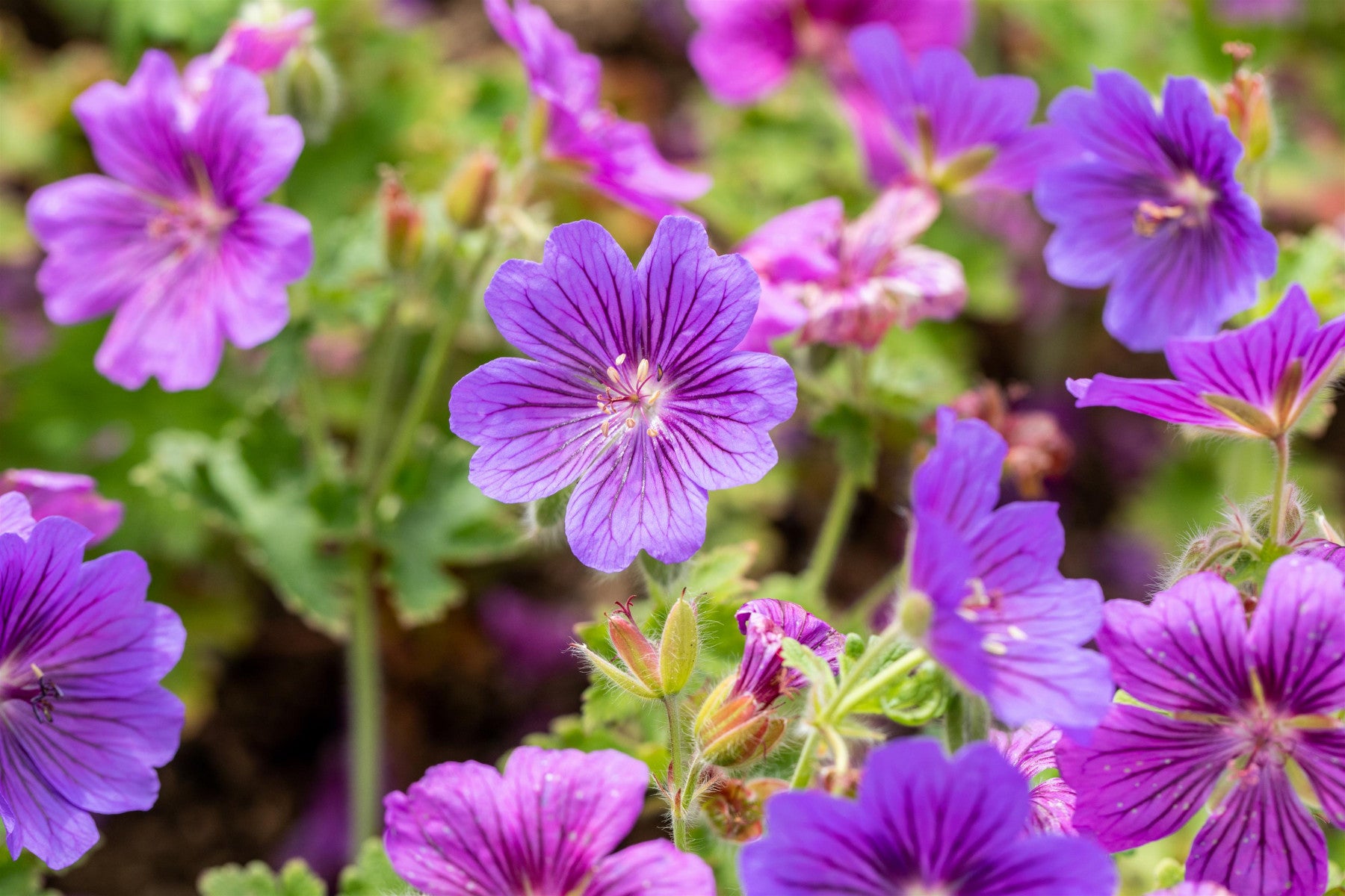 Geranium x magnificum 'Rosemoor' (Prächtiger Garten-Storchschnabel)