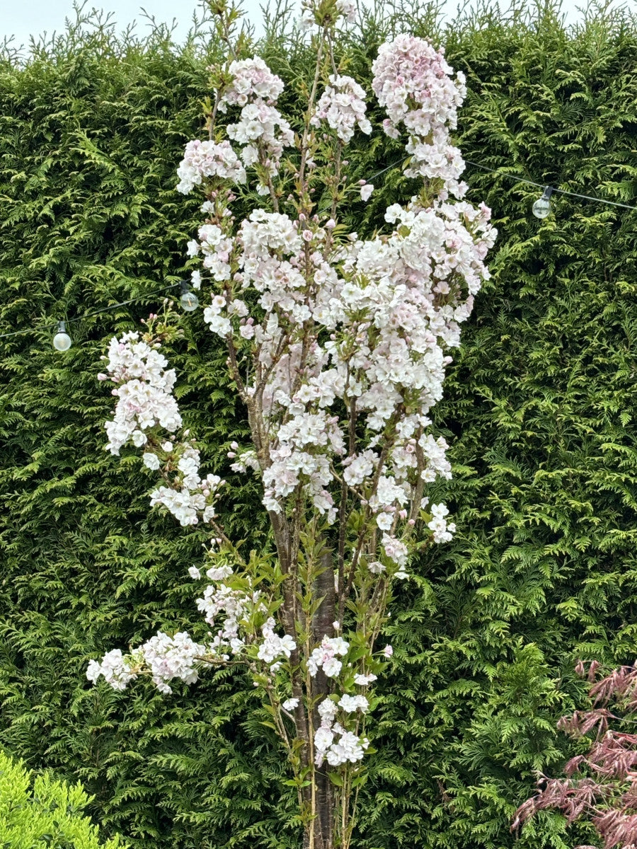 Prunus serrulata 'Amanogawa' (Japan. Säulenkirsche)