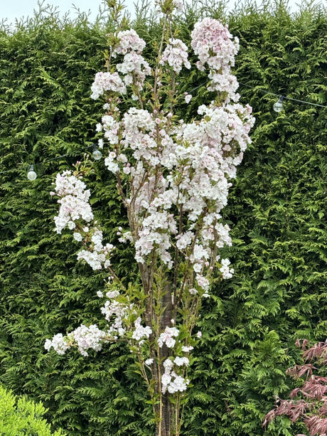 Prunus serrulata 'Amanogawa' mit Blüte, erhältlich von 60-100 bis 450-650 cm ;;ab 15,70 Euro