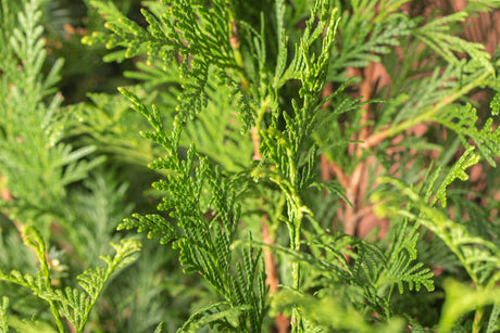 Thuja plicata 'Atrovirens' unbelaubt, erhältlich von 40-60 bis 250-275 cm ;;ab 11,90 Euro