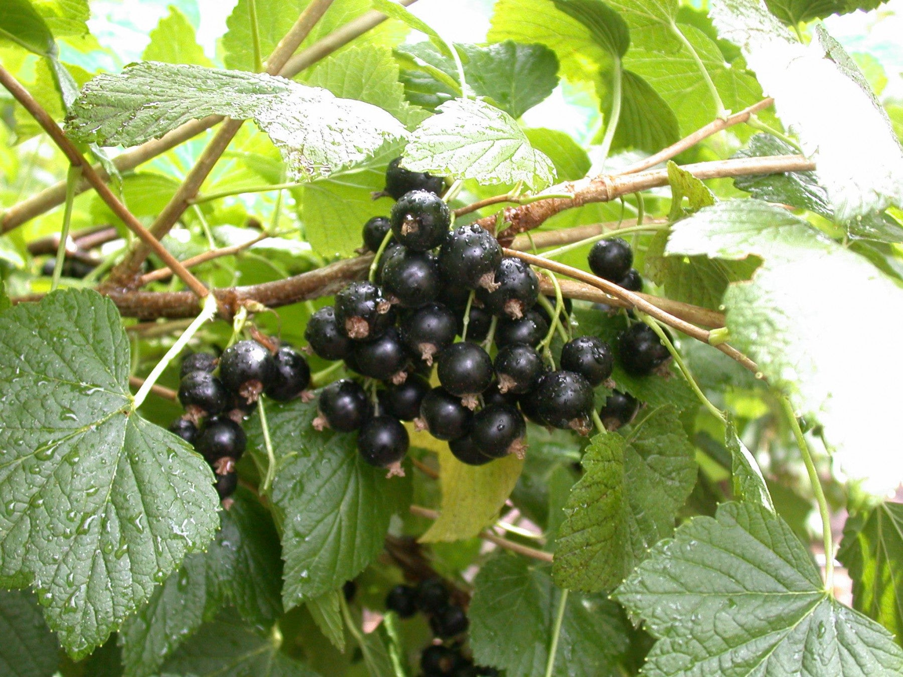 Ribes nigrum 'Titania' (Johannisbeere 'Titania' -S-)