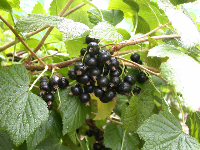 Ribes nigrum 'Titania' mit Früchten ;;ab 15,90 Euro