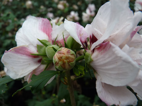 Hibiscus syriacus 'Leopoldii' , erhältlich von 40-60 bis 80-100 cm ;;ab 24,60 Euro