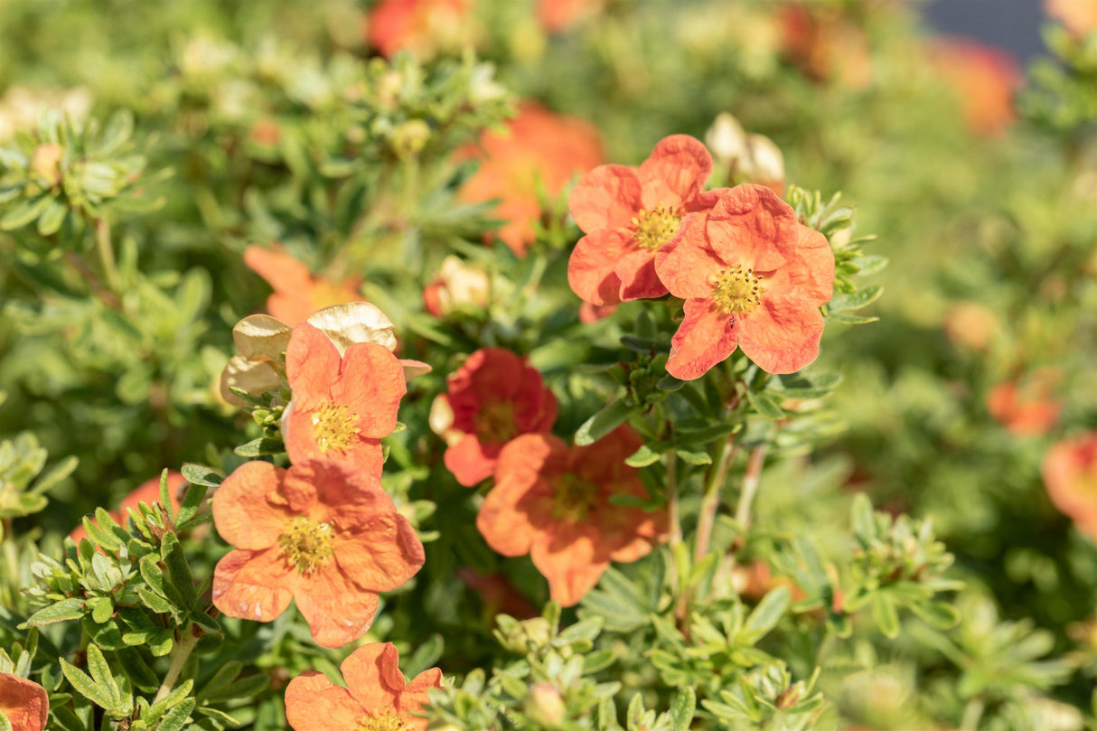 Potentilla 'Red Ace' mit Blüte, erhältlich von 20-30 bis 30-40 cm ;;ab 5,40 Euro