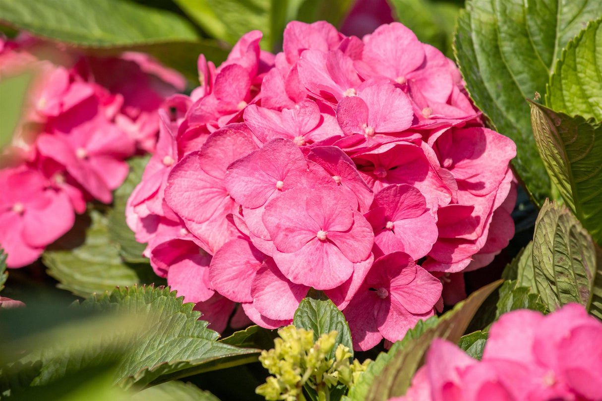 Hydrangea macrophylla 'Bouquet Rose' mit Blüte, erhältlich von 40-60 bis 80-100 cm ;;ab 58,00 Euro