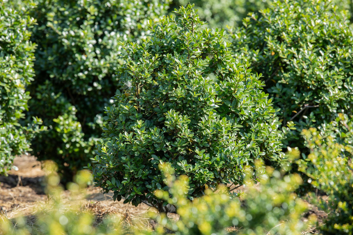 Ilex crenata 'Rotundifolia' , erhältlich von 40-50 bis 50-60 cm ;;ab 18,90 Euro