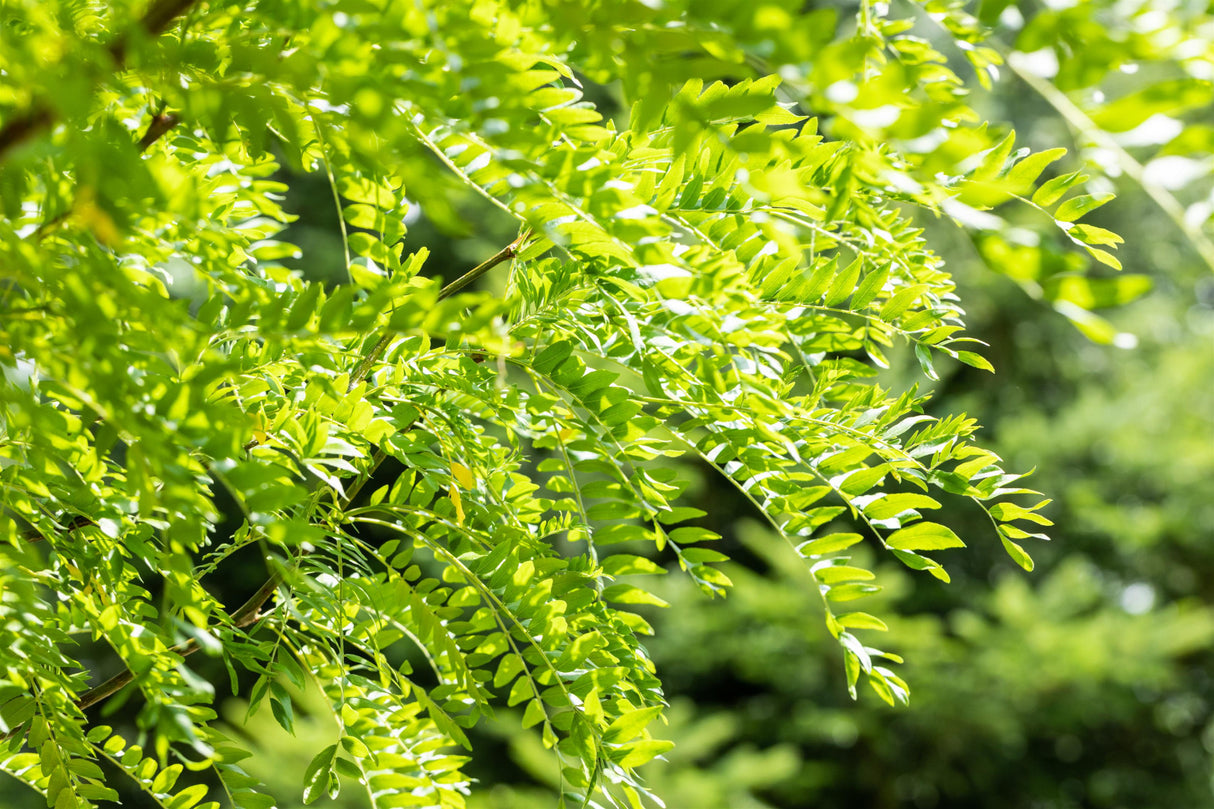 Lederhülsenbaum 'Skyline' mit Belaubung, verfügbar in 10 Größen und Varianten ; Einsatz: Parkbaum ; Pluspunkt: attraktive Herbstfärbung;;hier kaufen