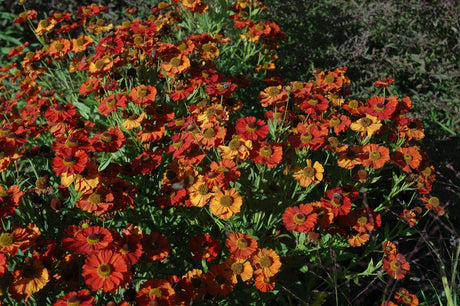 Garten-Sonnenbraut ; Pluspunkt: lange Blütezeit;;hier kaufen