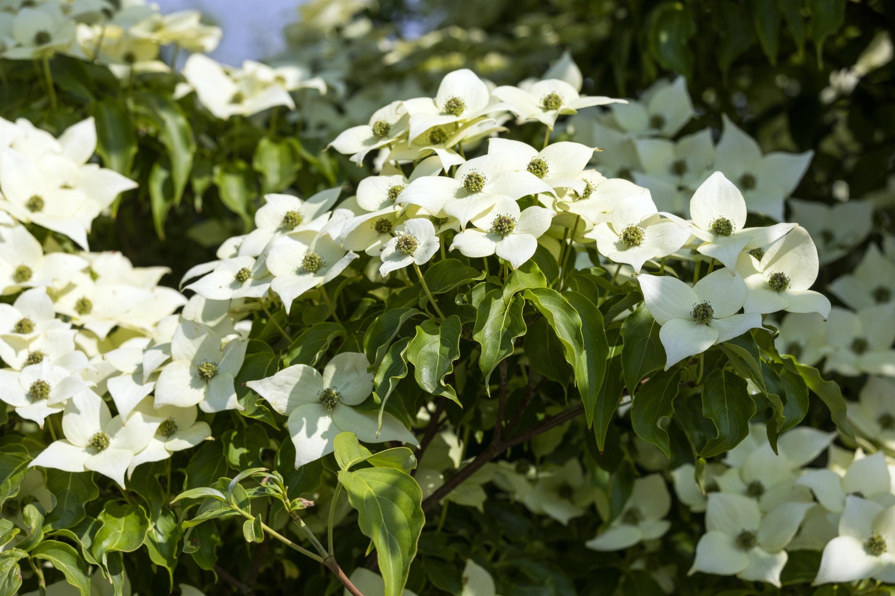 Cornus kousa chinensis 'Milky Way' (Jap. Blumen-Hartriegel 'Milky Way')