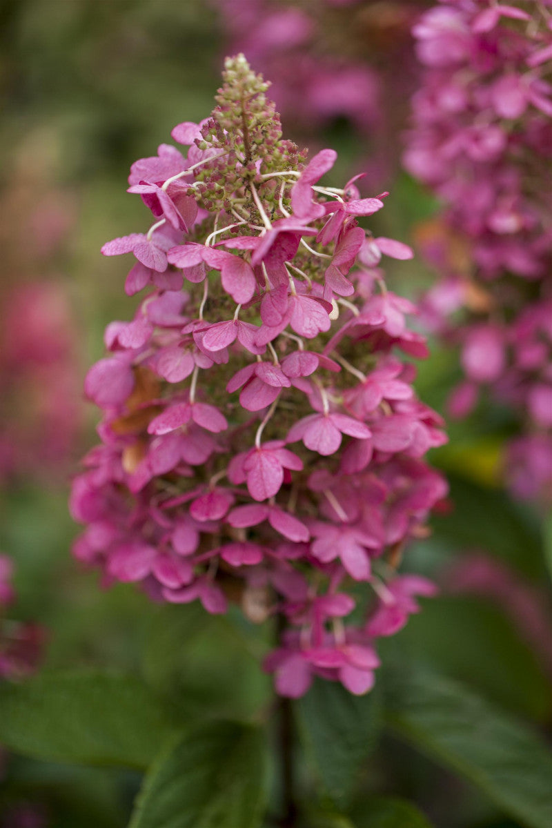 Hydrangea paniculata 'Pink Lady' (Rispenhortensie 'Pink Lady')