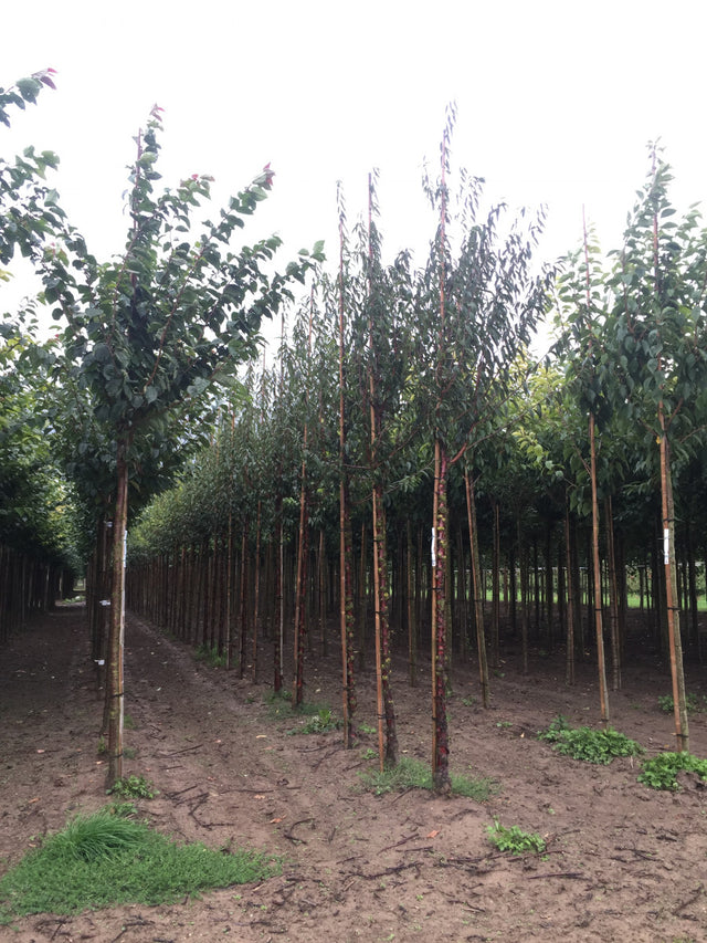 Prunus serrula , erhältlich von 60-100 bis 200-250 cm ;;ab 18,40 Euro