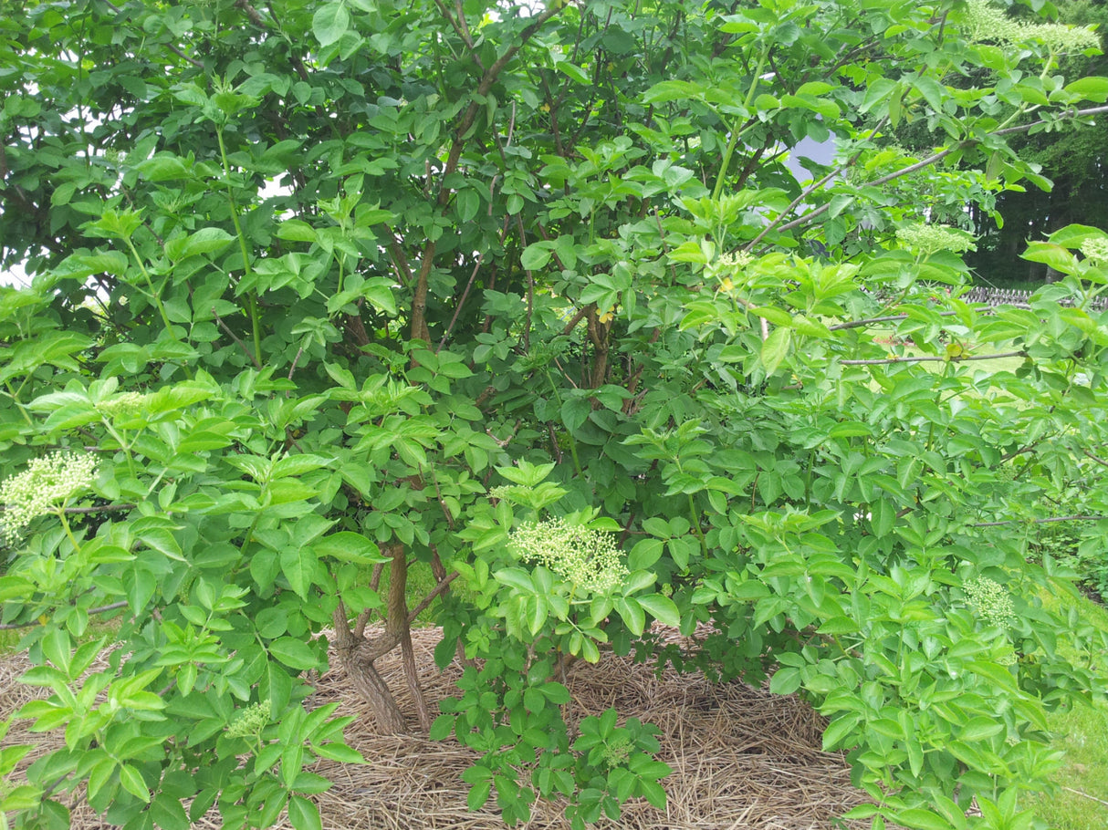 Sambucus nigra VkG 3 in Einzelansicht ; Einsatz: Wildobst ;;