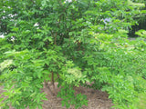 Sambucus nigra VkG 4 in Einzelansicht ; Einsatz: Wildobst ;;