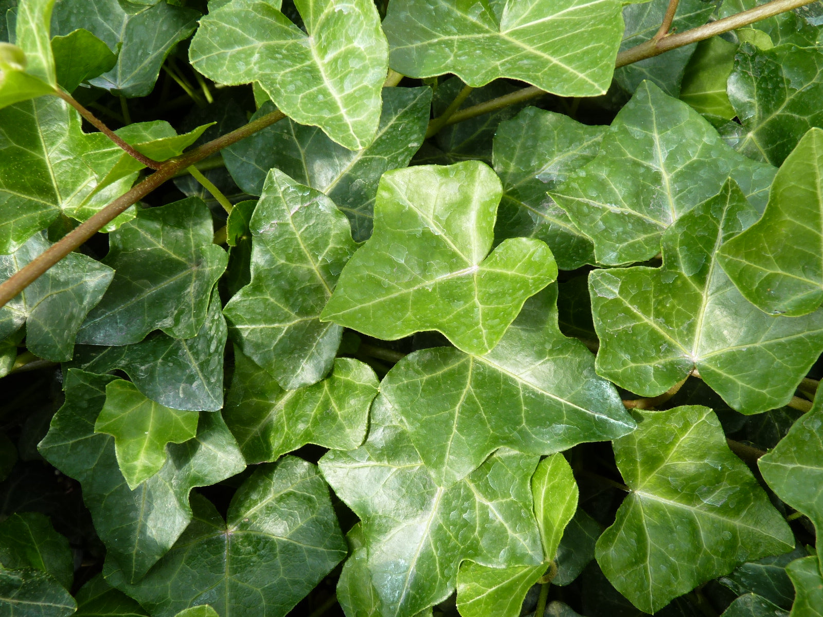 Hedera helix 'Woerner' (Efeu 'Woerner')