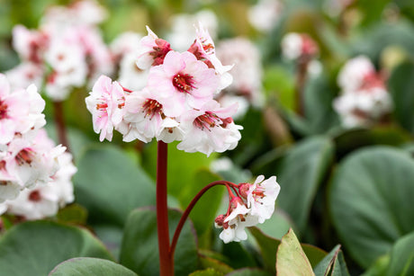 Bergenia cordifolia 'Silberlicht' mit Blüte ;;ab 5,10 Euro