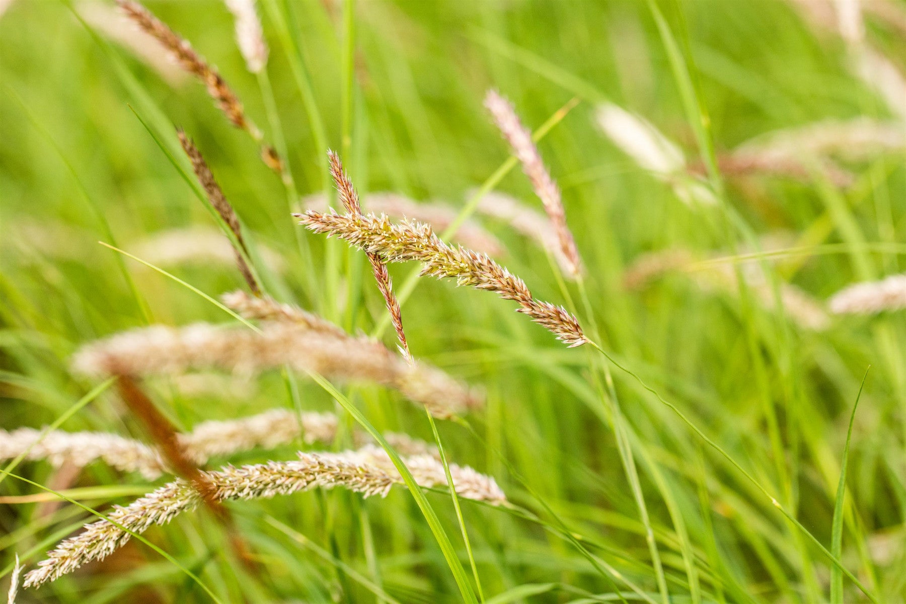 Melica ciliata (Wimper-Perlgras)