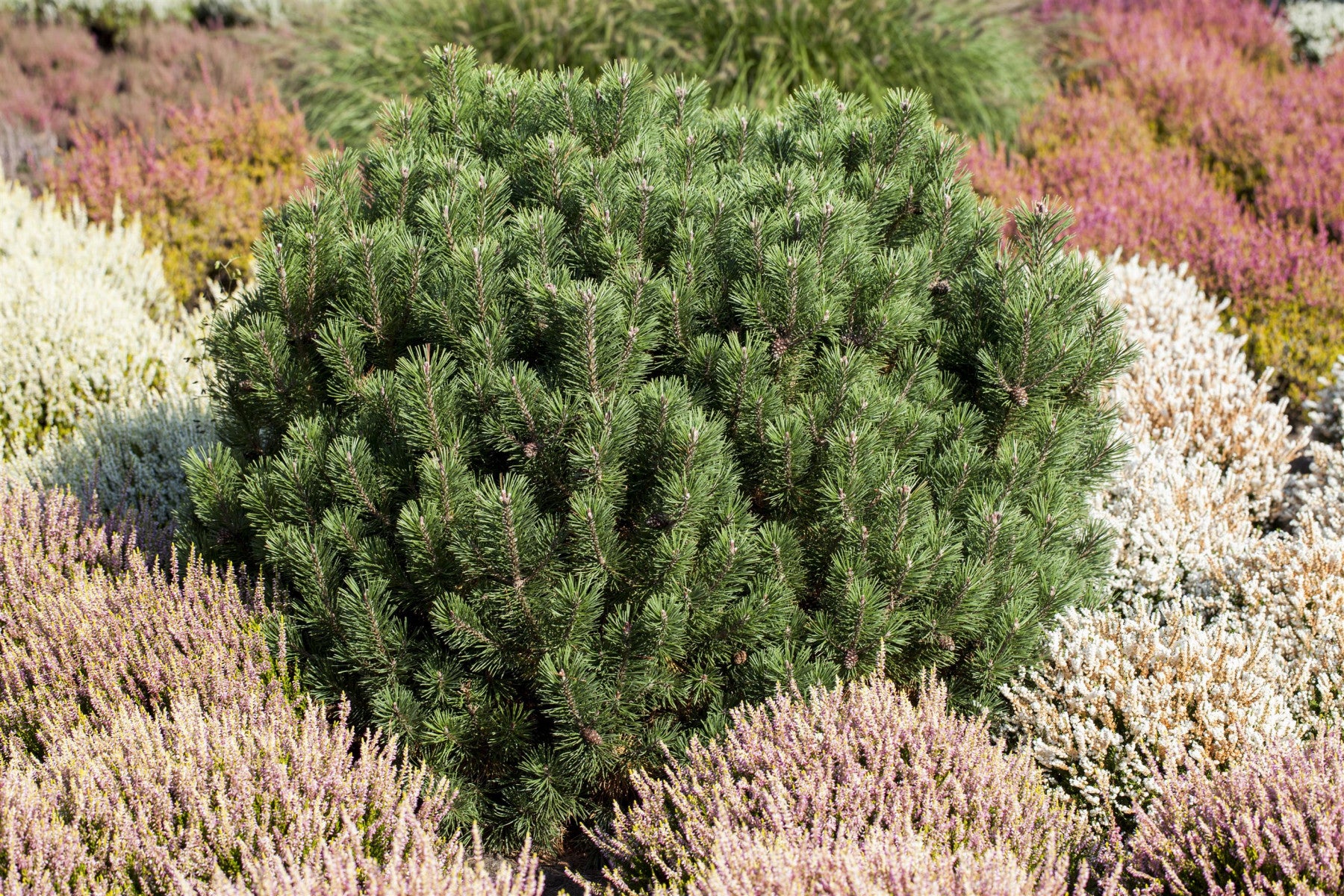 Pinus mugo 'Mops' (Kugel-Kiefer 'Mops')