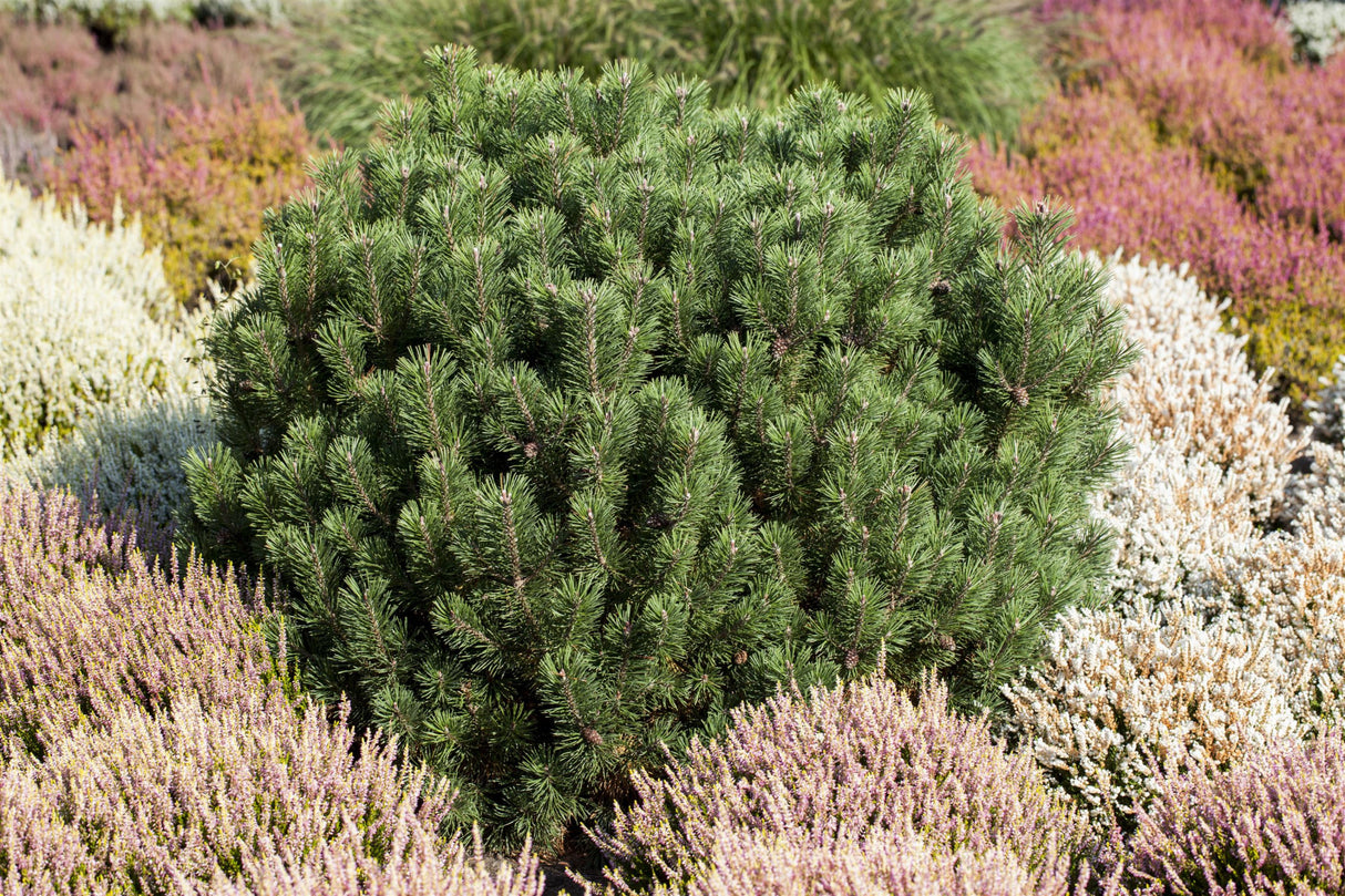 Pinus mugo 'Mops' , erhältlich von 12-15 bis 80-100 cm ;;ab 28,10 Euro