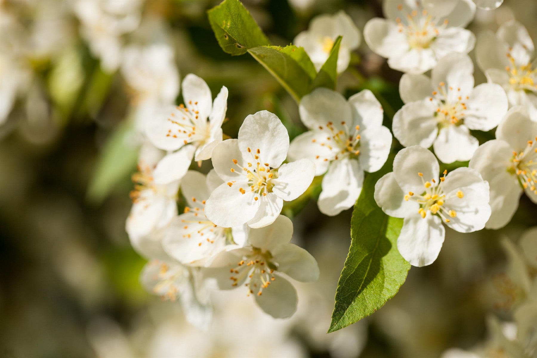 Malus toringo sargentii 'Sämling' (Zierapfel toringo sargentii 'Sämling')