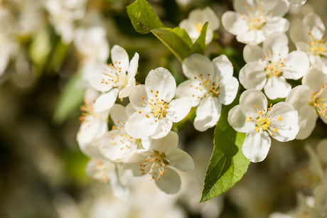 Malus toringo sargentii 'Sämling' mit Blüte, erhältlich von 60-100 bis 450-650 cm ;;ab 8,65 Euro