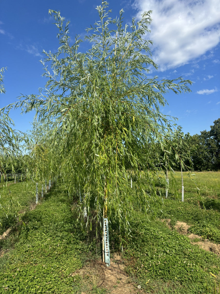 Salix alba 'Tristis' (Trauerweide)