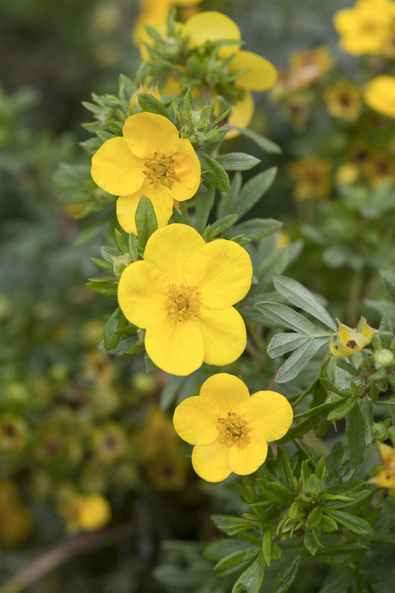 Potentilla 'Goldstar' , erhältlich von 20-30 bis 40-60 cm ;;ab 4,10 Euro