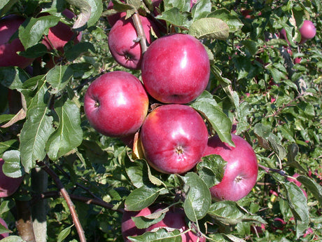 Malus 'Enterprise' mit Früchten, erhältlich von 150-200 bis 450-650 cm ;;ab 42,80 Euro