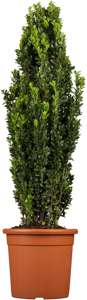 Ilex crenata 'Fastigiata' , erhältlich von 40-50 bis 60-80 cm ;;ab 22,70 Euro