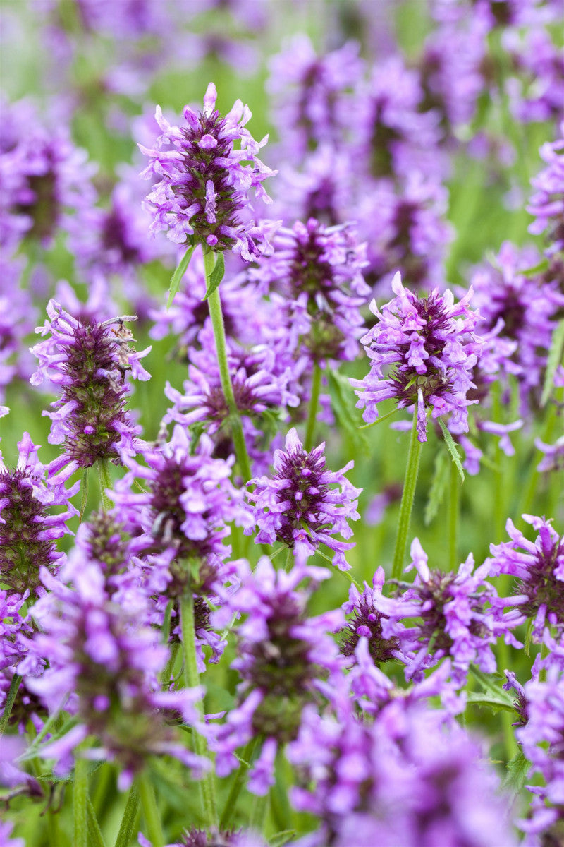 Nepeta nervosa (Geaderte Katzenminze)