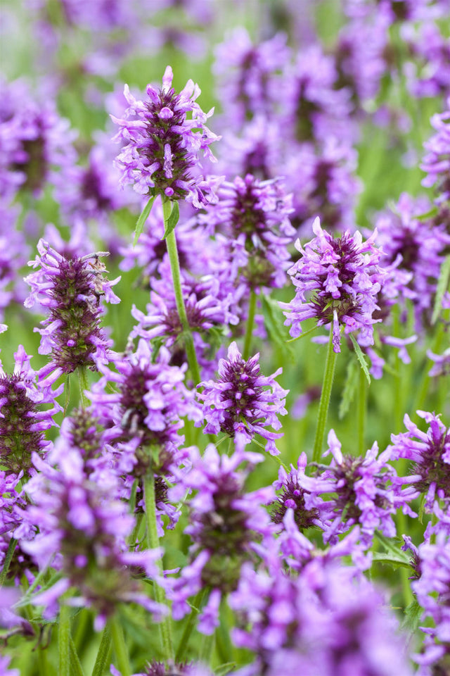 Nepeta nervosa mit Blüte ;;ab 3,55 Euro