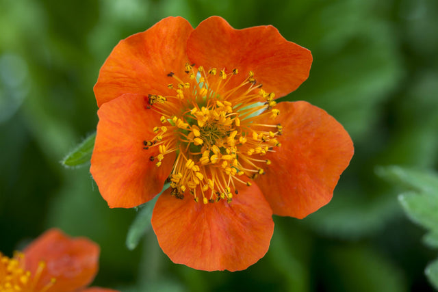 Geum x heldreichii 'Georgenberg' mit Blüte ;;ab 5,30 Euro