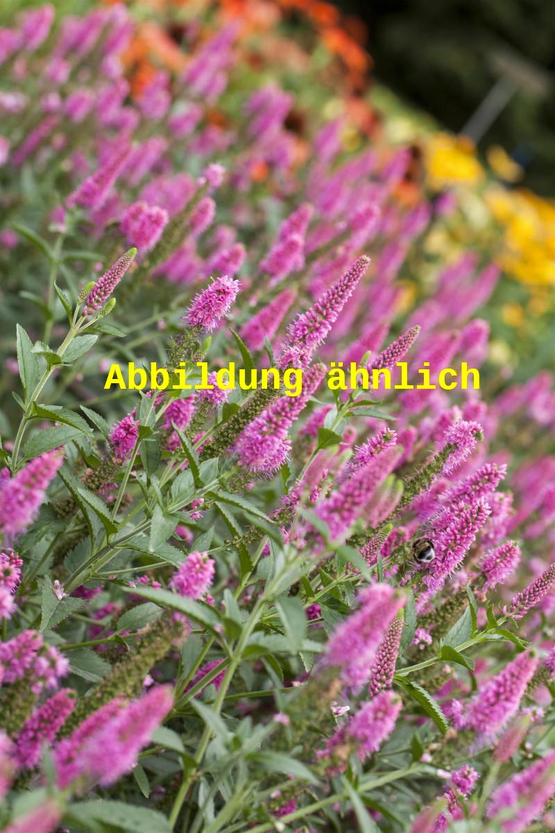 Veronica longifolia 'Pink Damask' (Langblättriger Garten-Ehrenpreis)