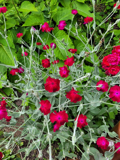 Lychnis coronaria mit Blüte ;;ab 7,05 Euro