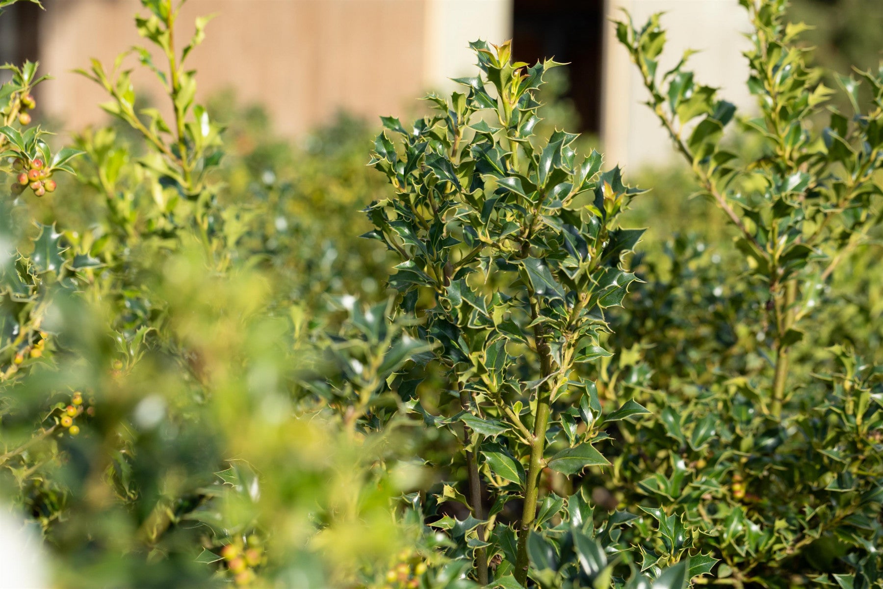 Ilex aquif. 'Alaska' (Alaska-Stechpalme)