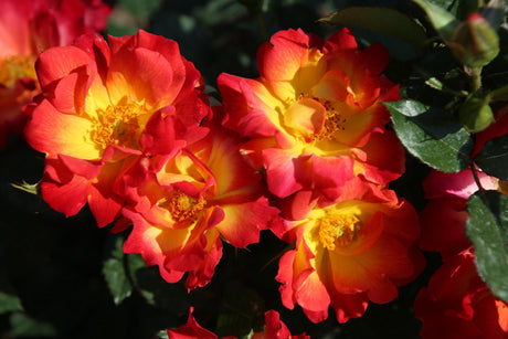 Rosa 'Summer of Love' STR mit Blüte ;;ab 9,50 Euro